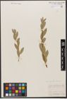 Foto von Salix wolfii subsp. idahoensis (C. R. Ball) A. E. Murray
